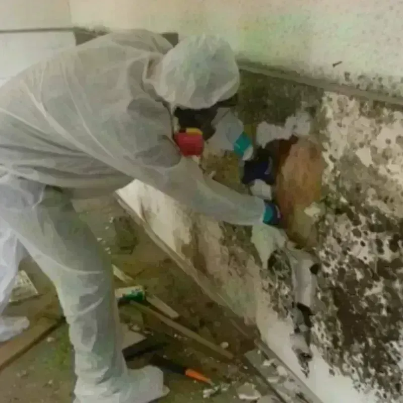 Mold Remediation and Removal in Susquehanna County, PA